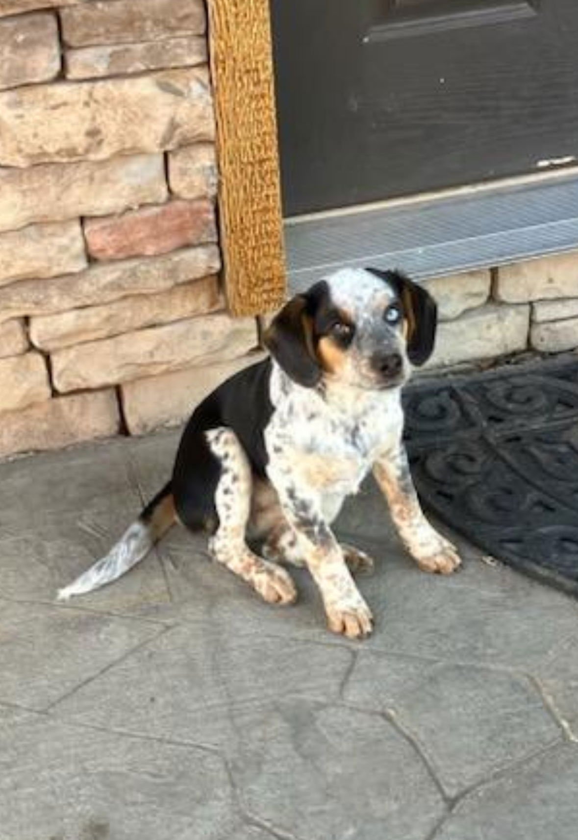 SCARLET E - Beagle / Australian Cattle Dog/Blue Heeler available for adoption