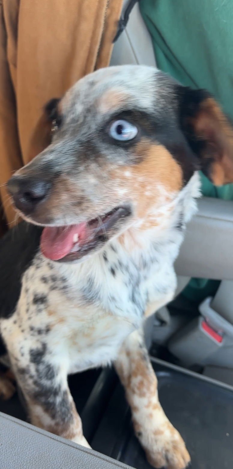 SCARLET E - Beagle / Australian Cattle Dog/Blue Heeler available for adoption