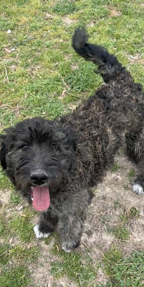 SABLE E - Labrador Retriever / Poodle (Standard) available for adoption