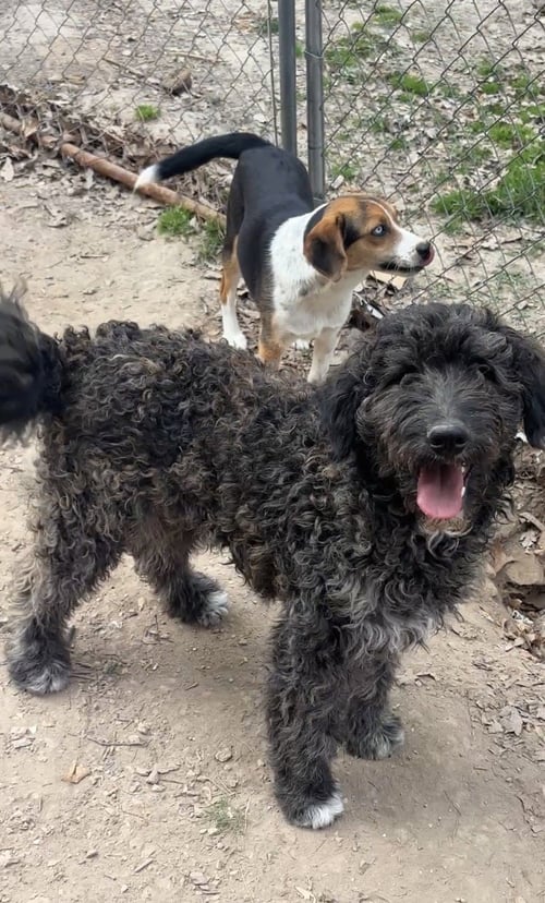 SABLE E - Labrador Retriever / Poodle (Standard) available for adoption