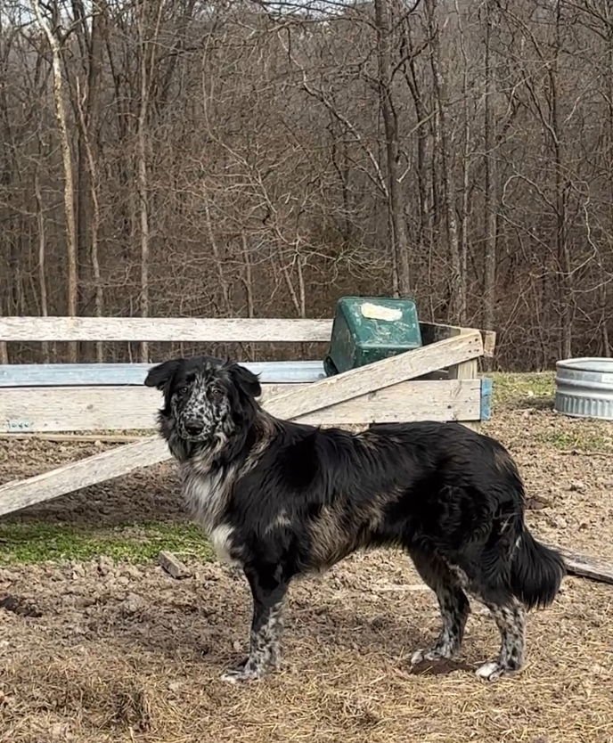 HERSHEY E - Newfoundland Dog / Australian Shepherd available for adoption