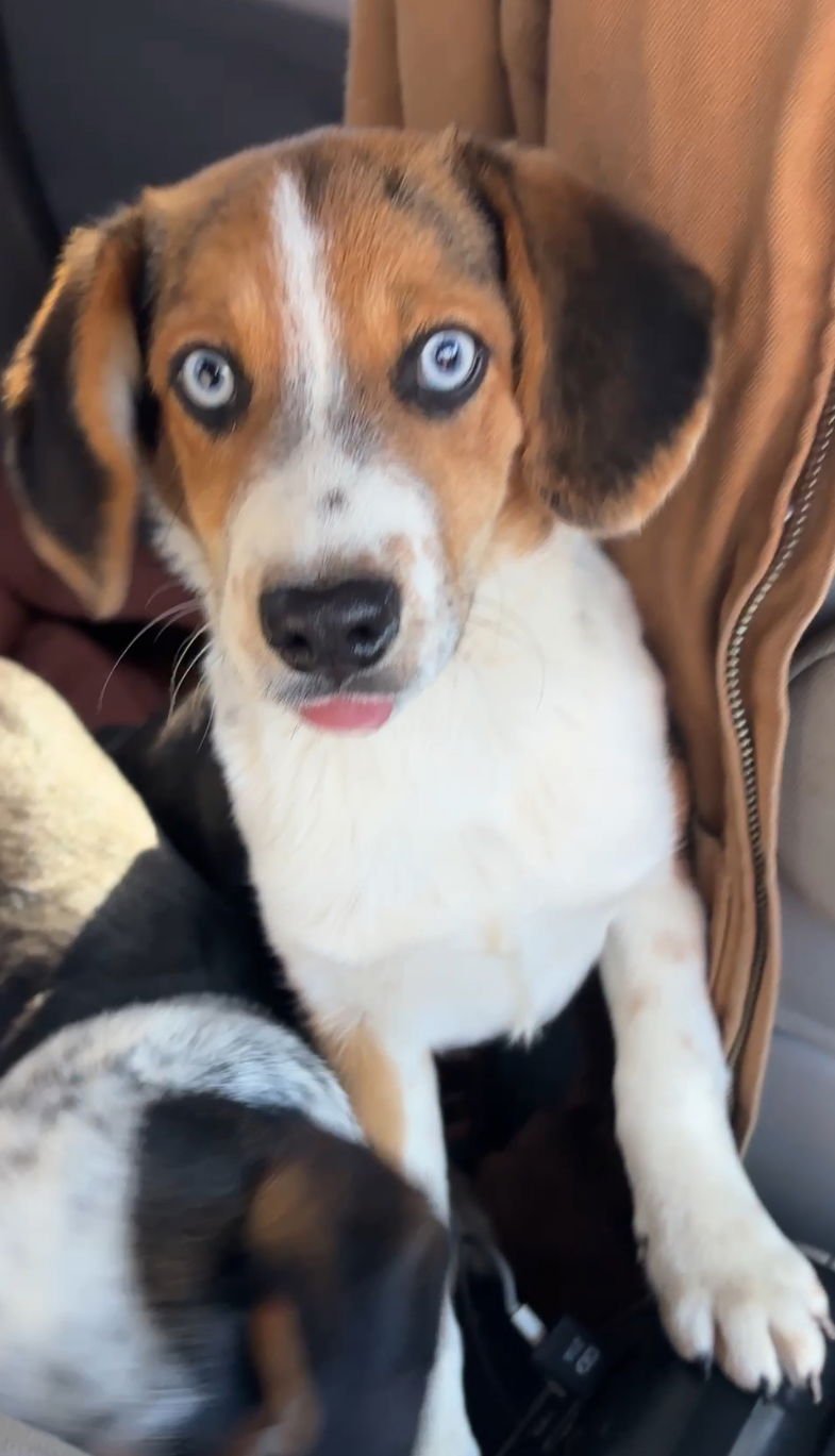 SAMUEL E - Beagle / Australian Cattle Dog/Blue Heeler available for adoption