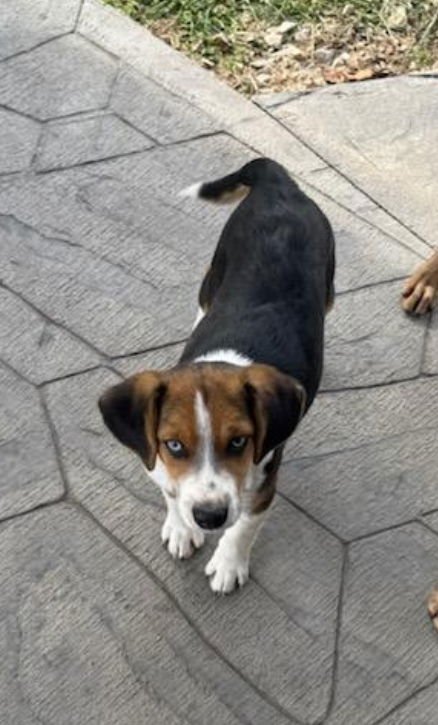 SAMUEL E - Beagle / Australian Cattle Dog/Blue Heeler available for adoption