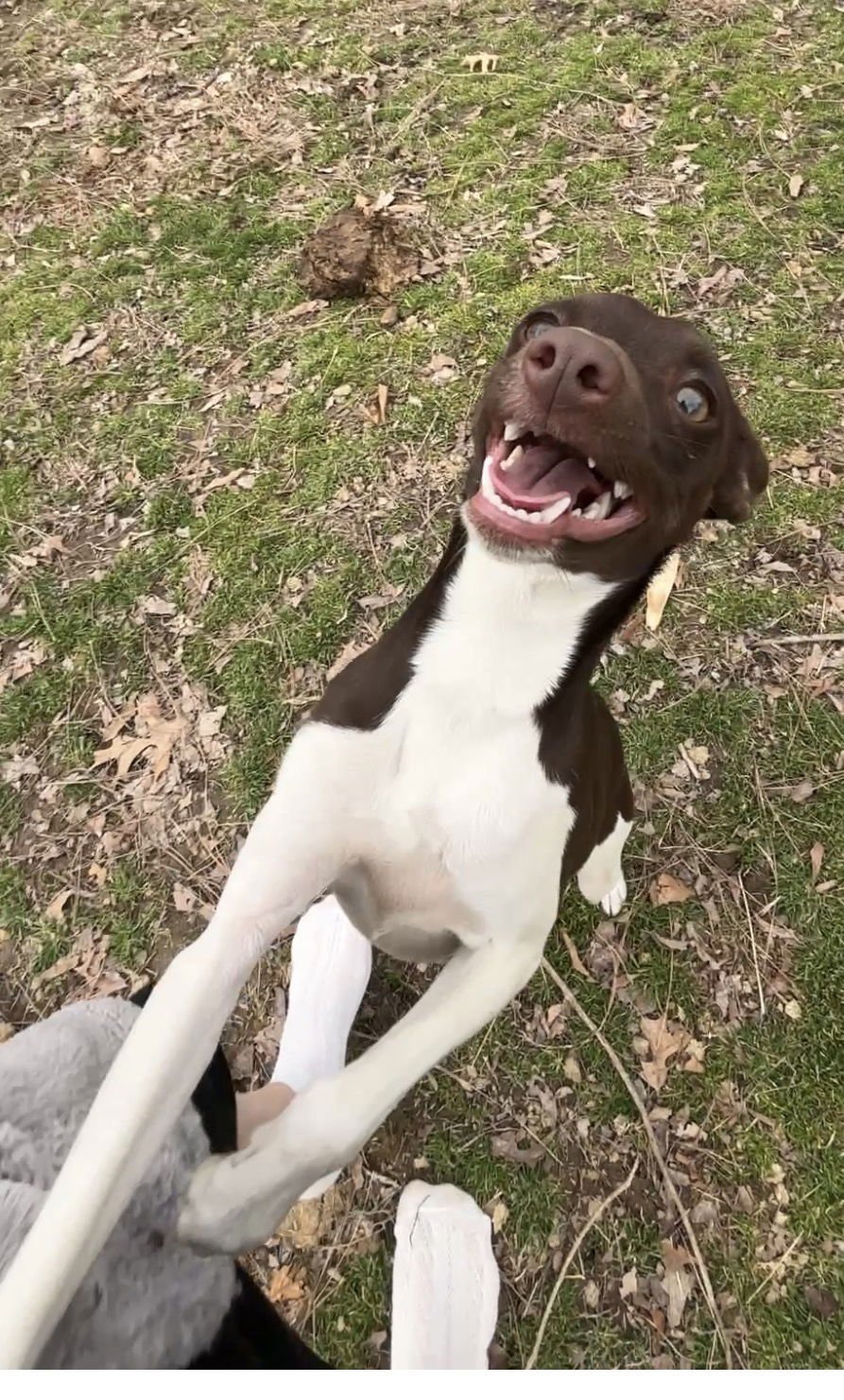 PENELOPE - Italian Greyhound available for adoption