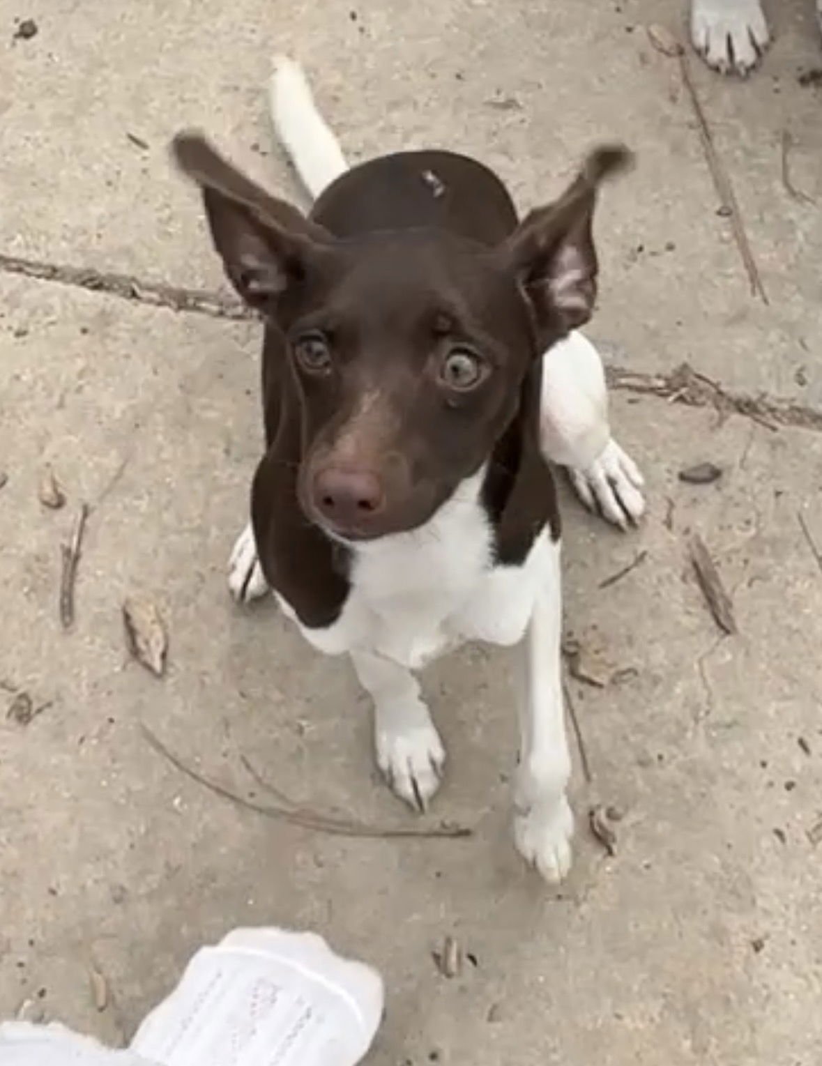 PENELOPE - Italian Greyhound available for adoption