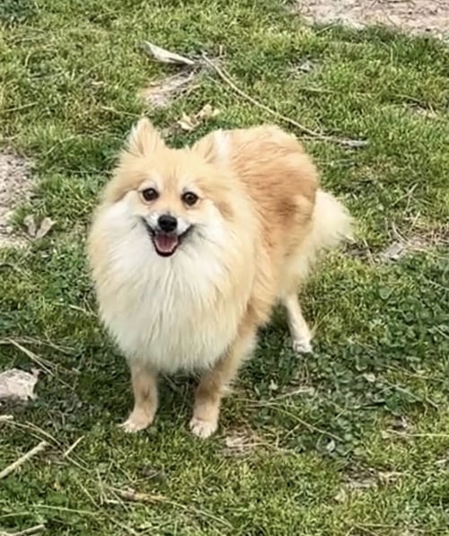KARMA E - Pomeranian available for adoption