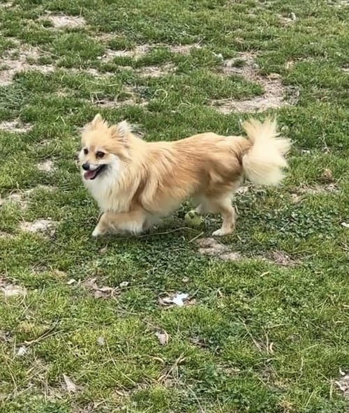 KARMA E - Pomeranian available for adoption
