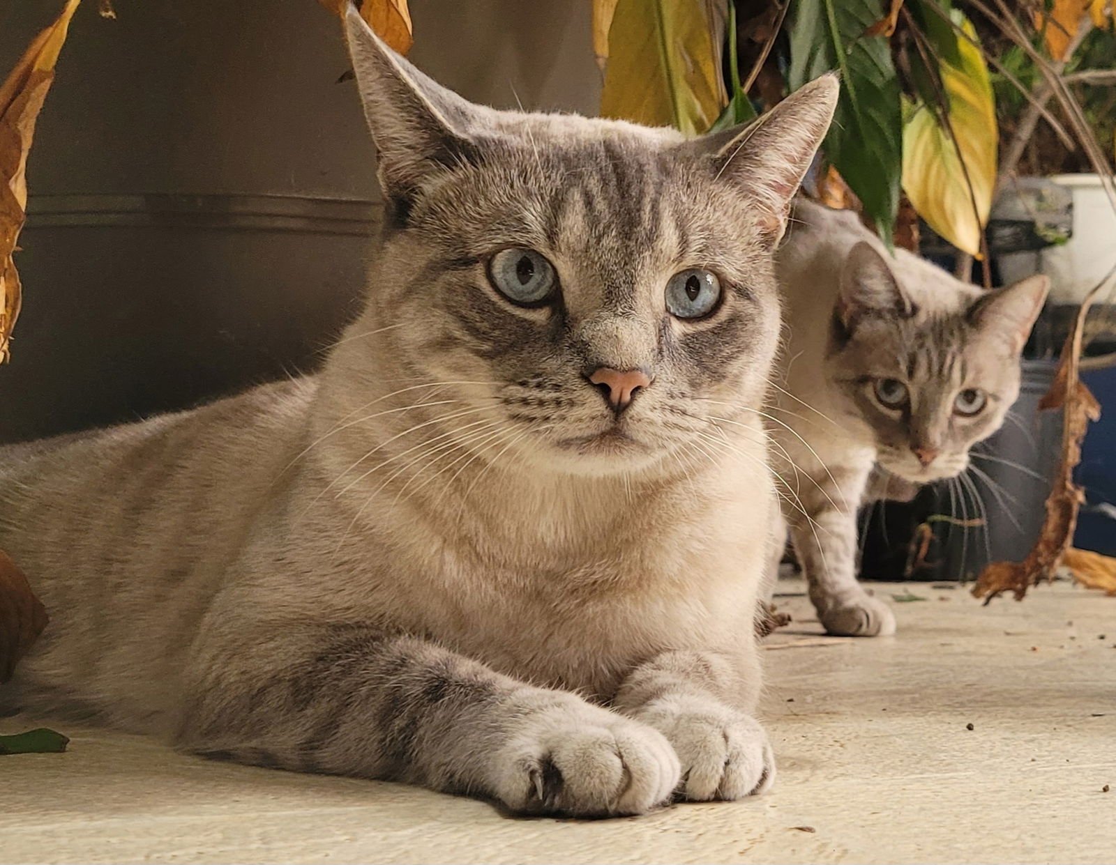 DUCHESS E - Siamese available for adoption