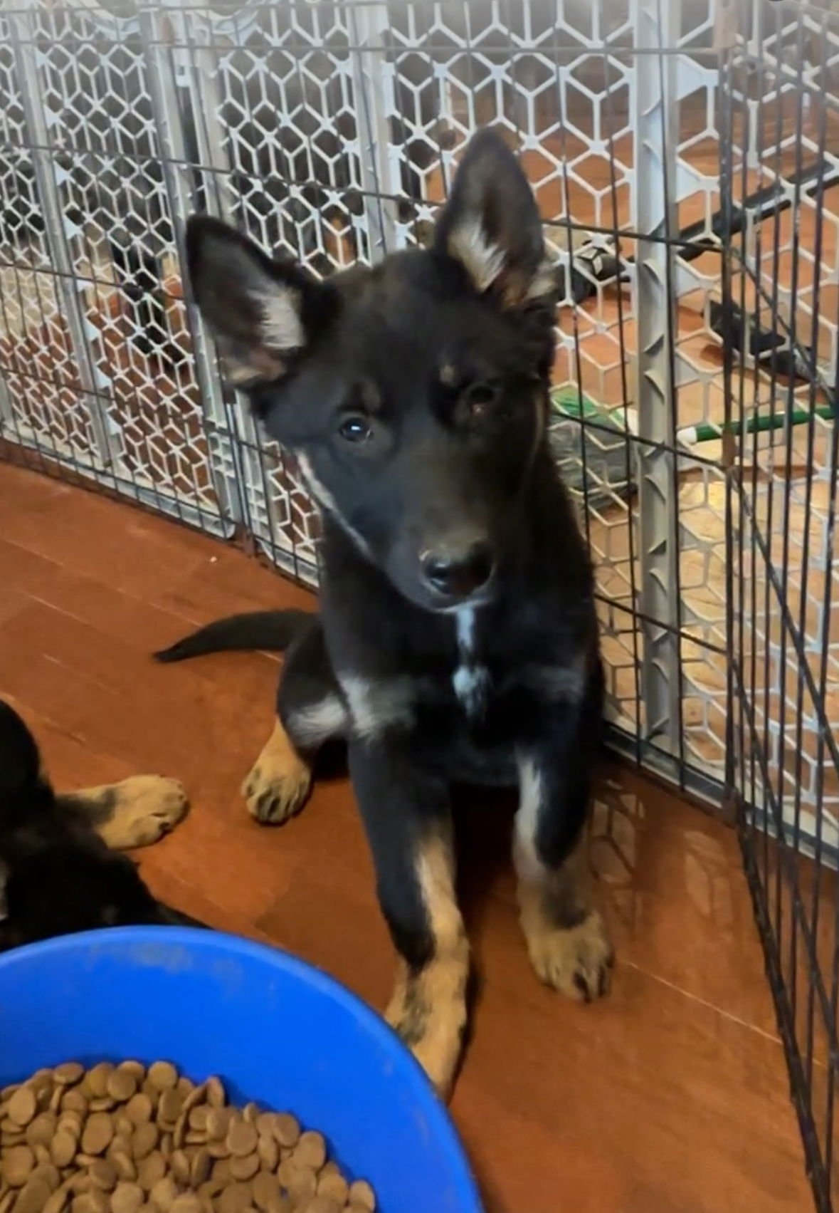 SANDY E - German Shepherd Dog available for adoption