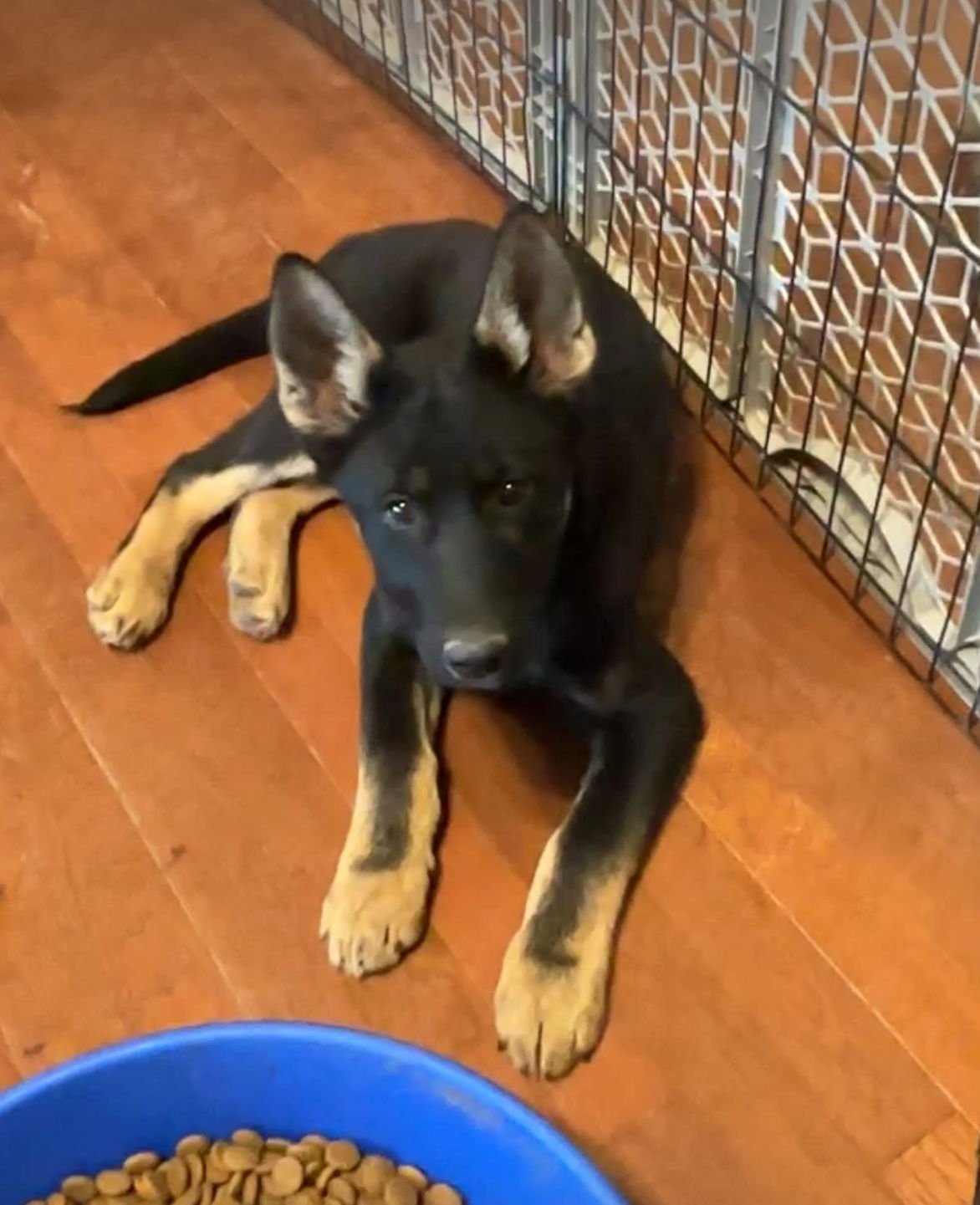 SANDY E - German Shepherd Dog available for adoption