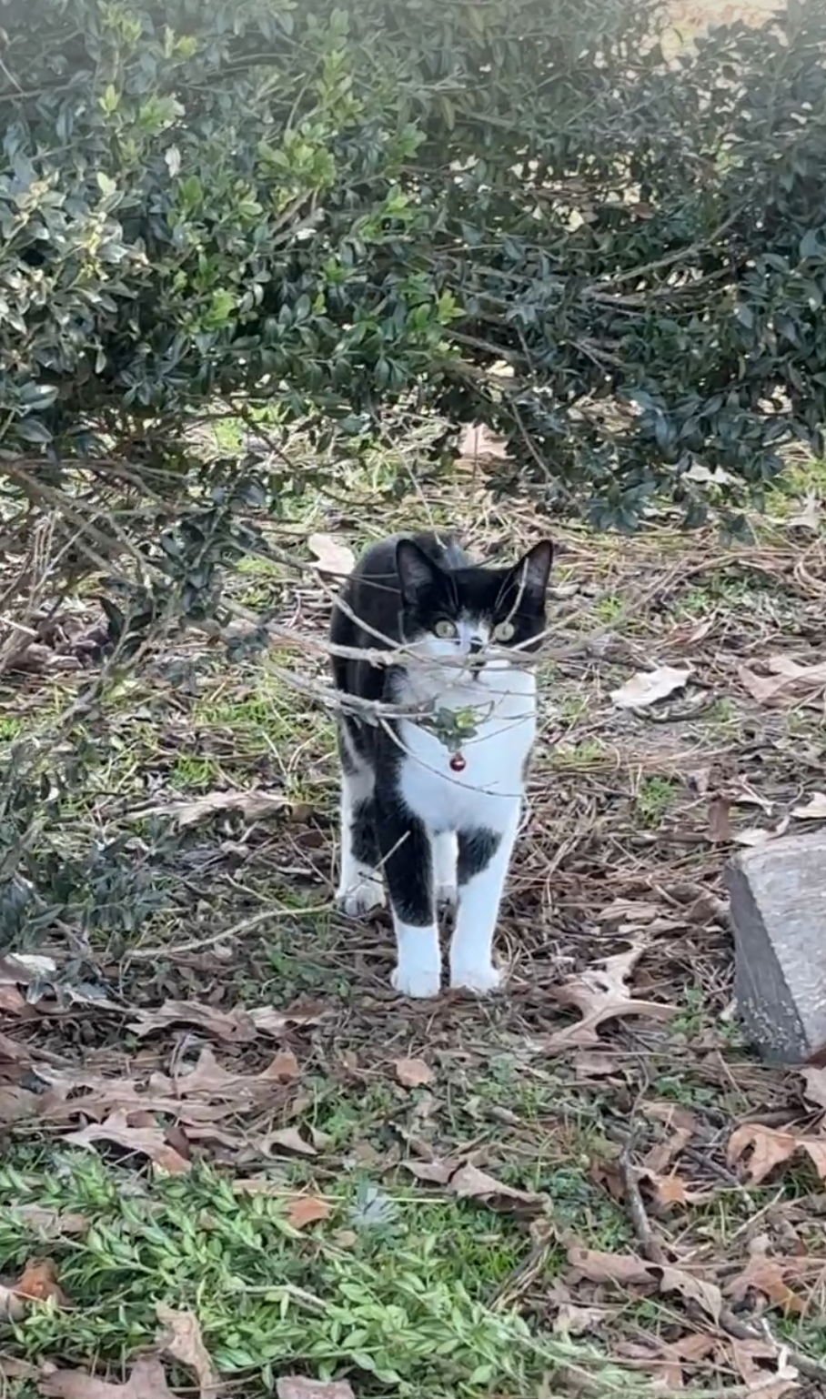 JETT - American Shorthair available for adoption