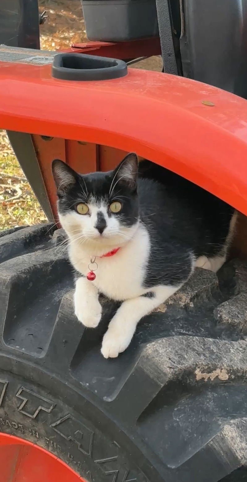 JETT - American Shorthair available for adoption