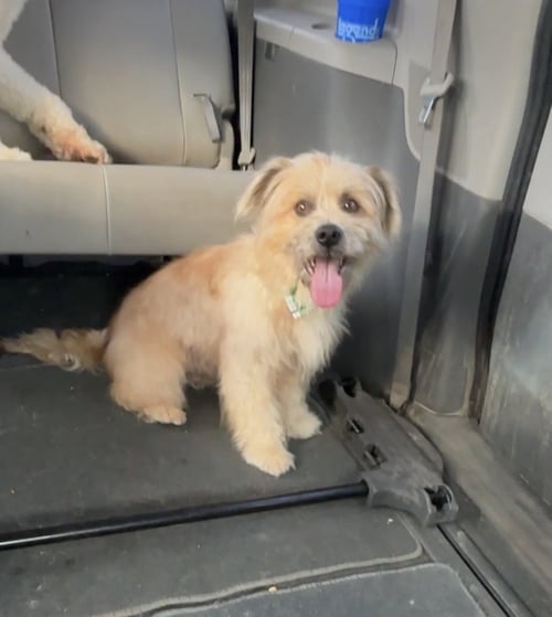 RUFUS E - Cairn Terrier / Shih Tzu available for adoption