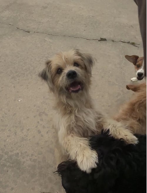 RUFUS E - Cairn Terrier / Shih Tzu available for adoption