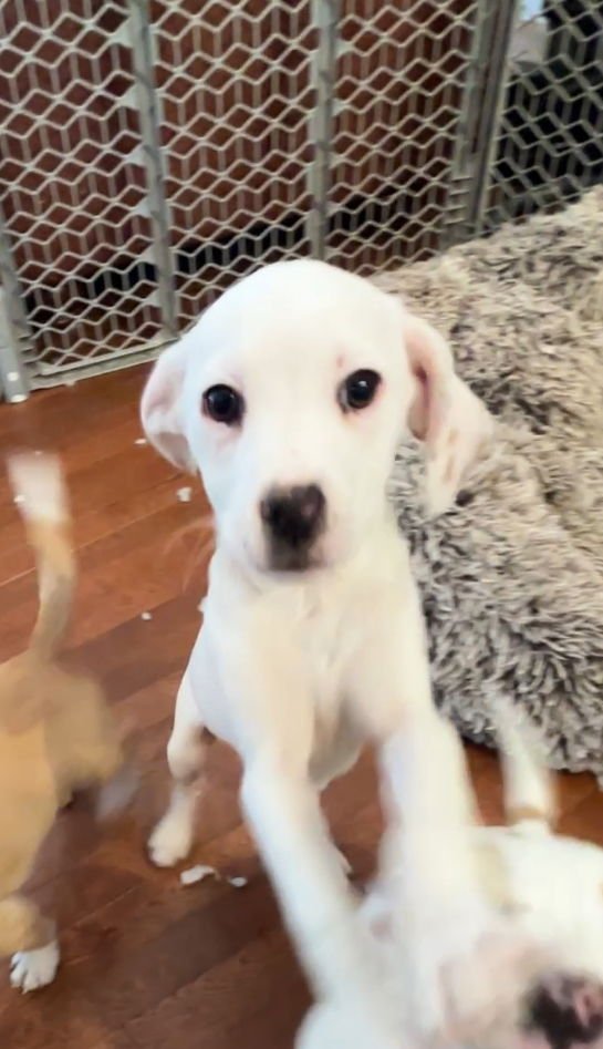 SPARTACUS E - Beagle / Rat Terrier available for adoption