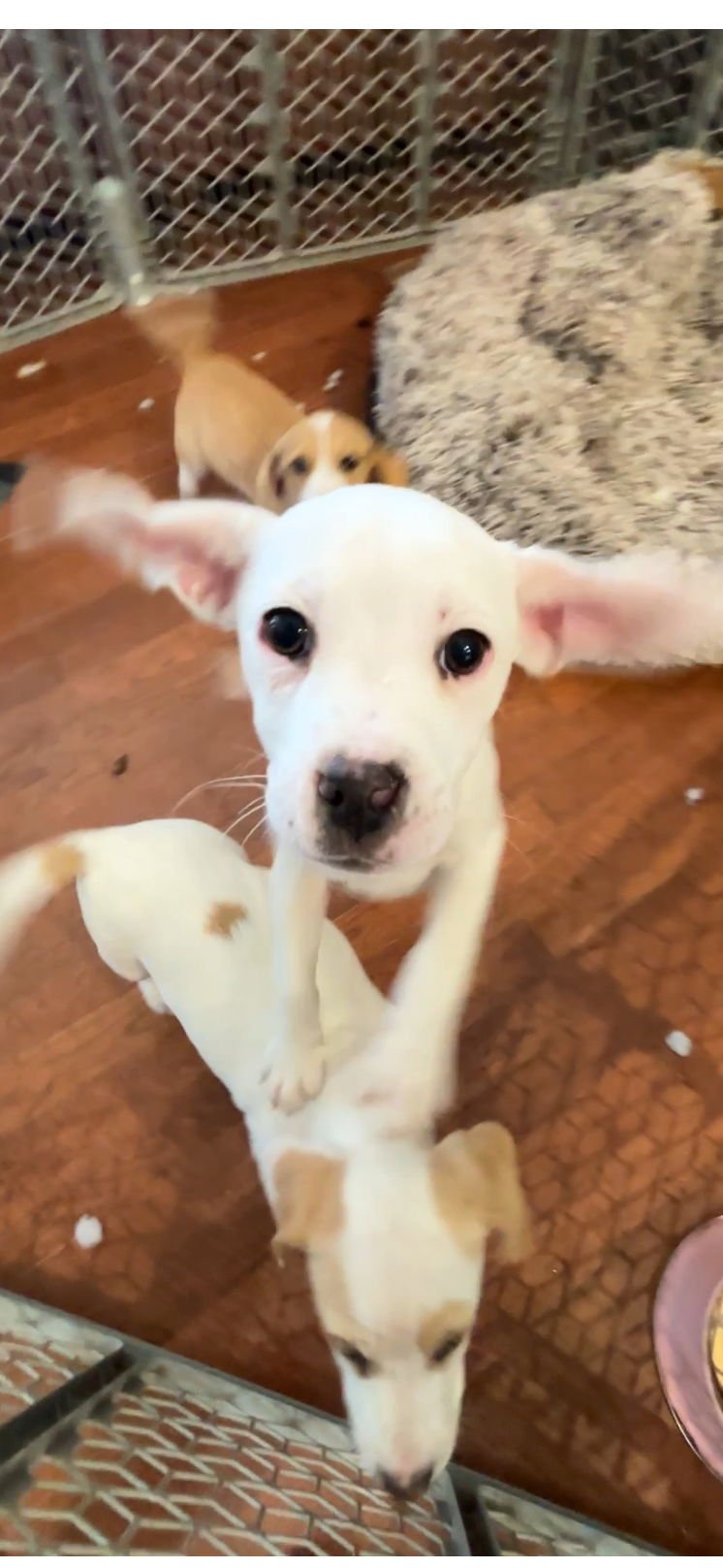 SPARTACUS E - Beagle / Rat Terrier available for adoption