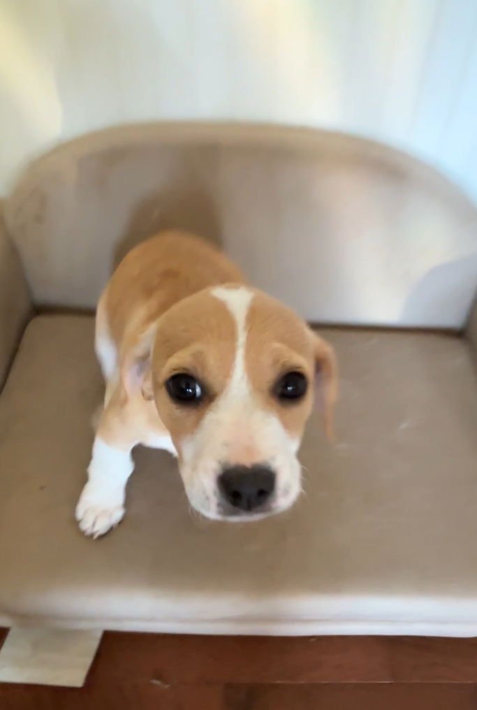 TANNER E - Basset Hound / Beagle available for adoption