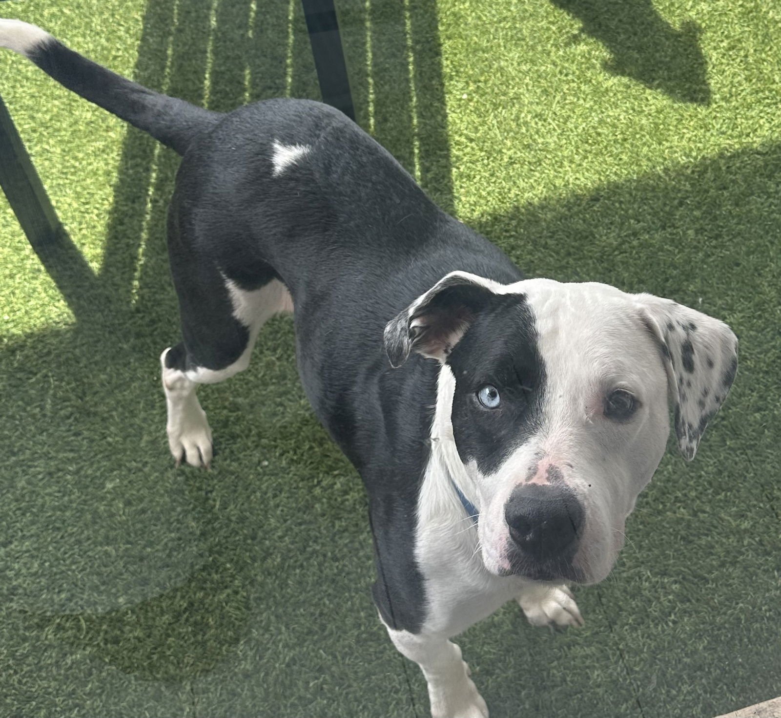COURTESY POST: MELO - Terrier available for adoption
