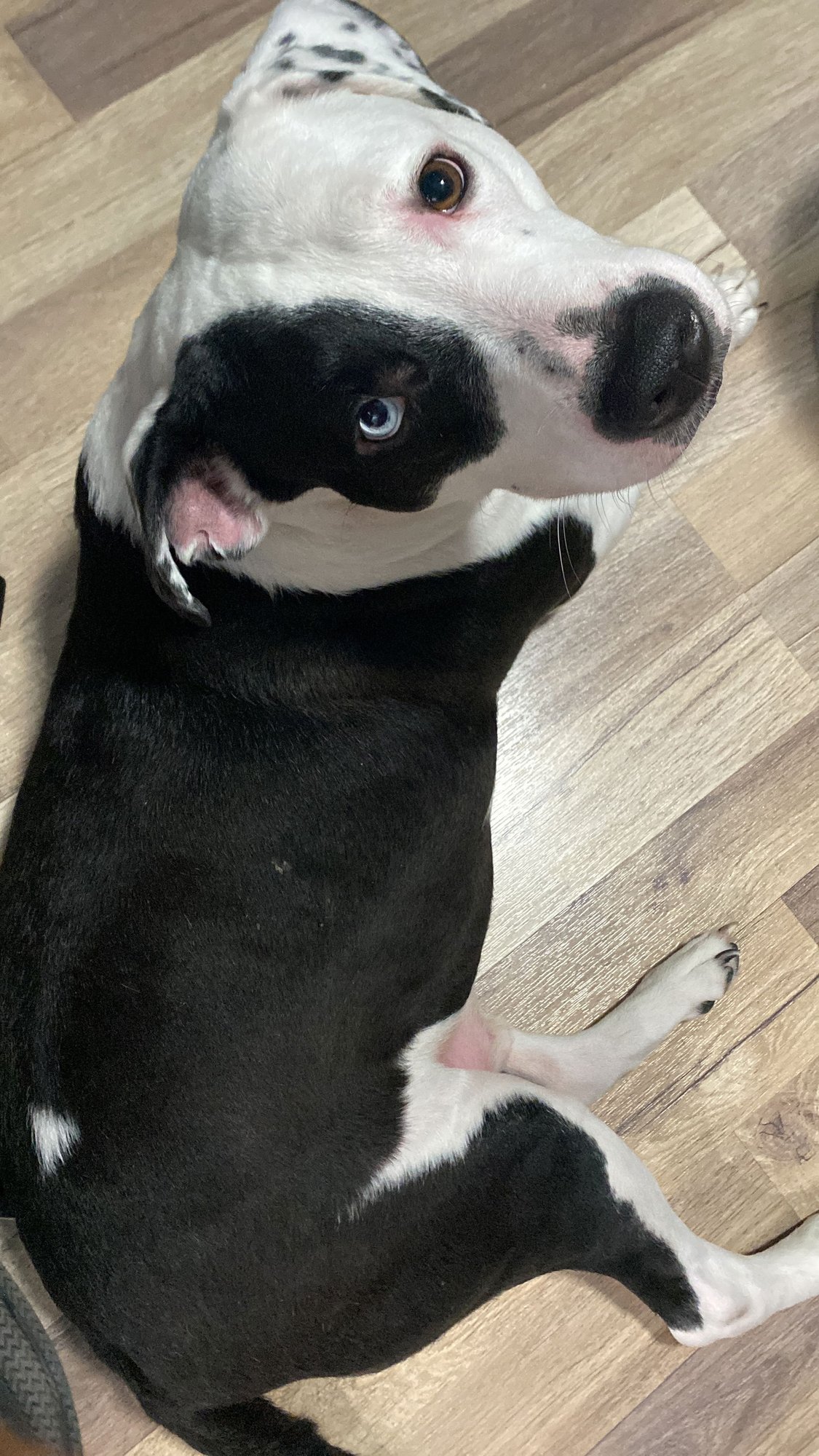 COURTESY POST: MELO - Terrier available for adoption