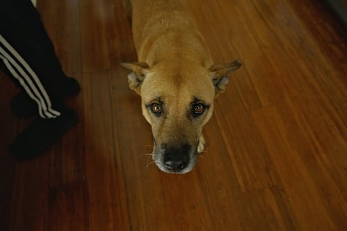 COURTESY POST: ALOKA - Belgian Shepherd Malinois available for adoption