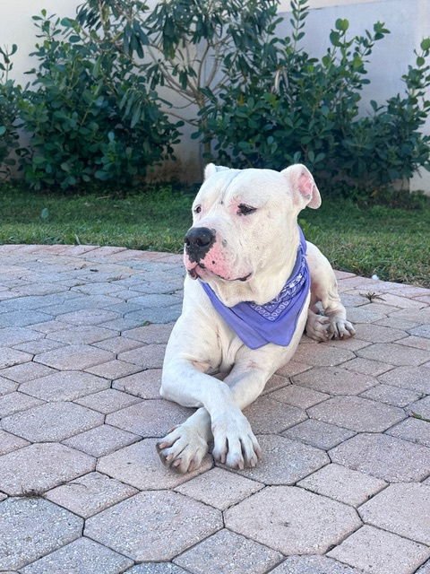 COURTESY POST: SOFIA'S FOSTER - American Bulldog available for adoption