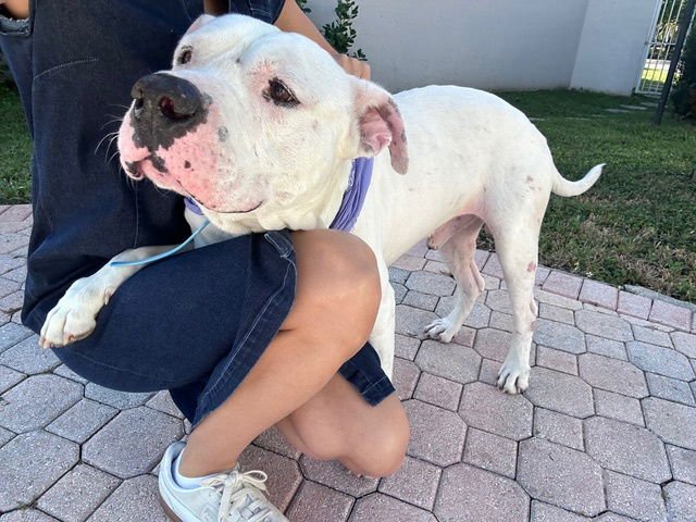 COURTESY POST: SOFIA'S FOSTER - American Bulldog available for adoption