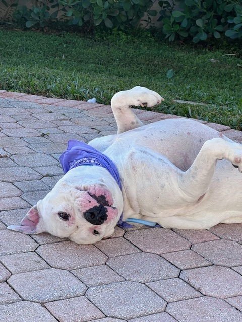 COURTESY POST: Sofia's foster - Photo 3