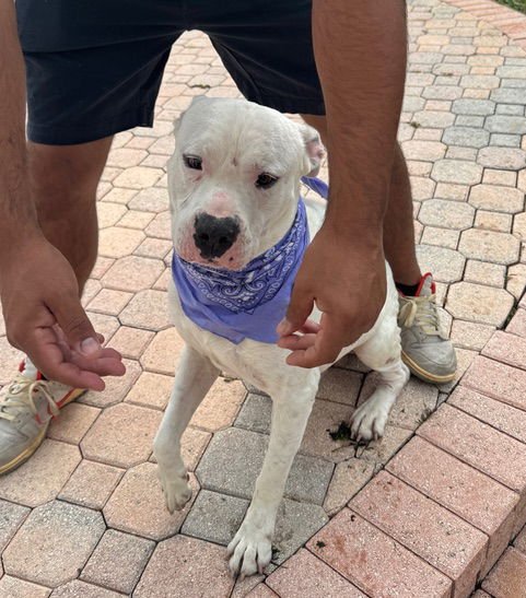 COURTESY POST: Sofia's foster - Photo 4