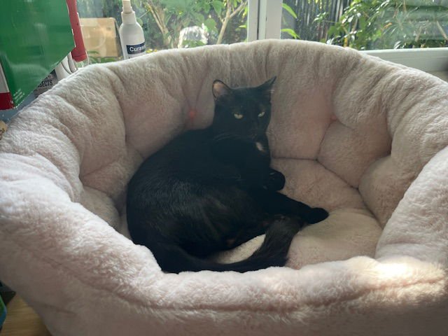 COURTESY POST: LUNA - Domestic Short Hair available for adoption