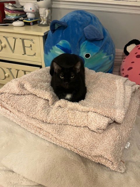 COURTESY POST: LUNA - Domestic Short Hair available for adoption