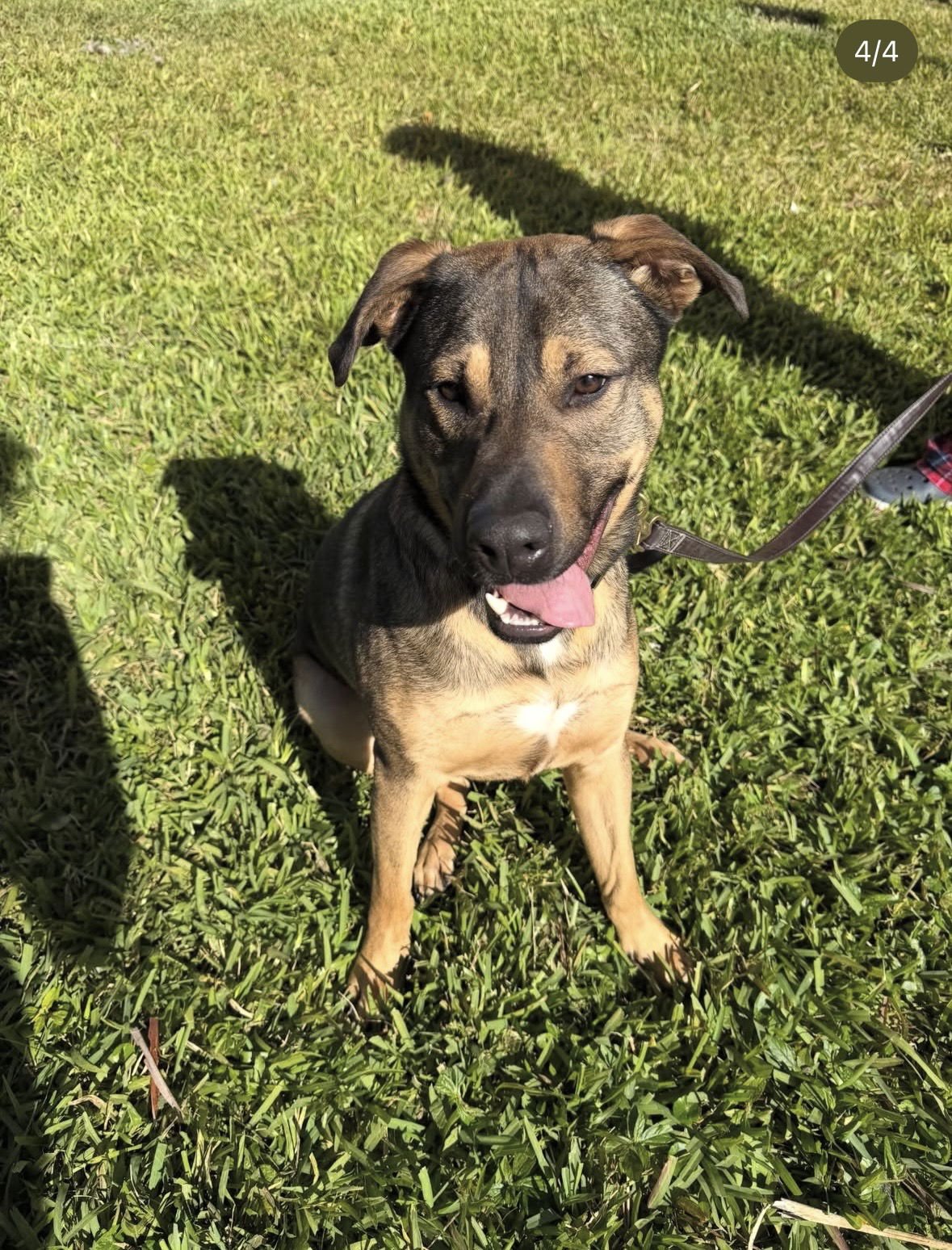 COURTESY POST: BRUCE - German Shepherd Dog available for adoption