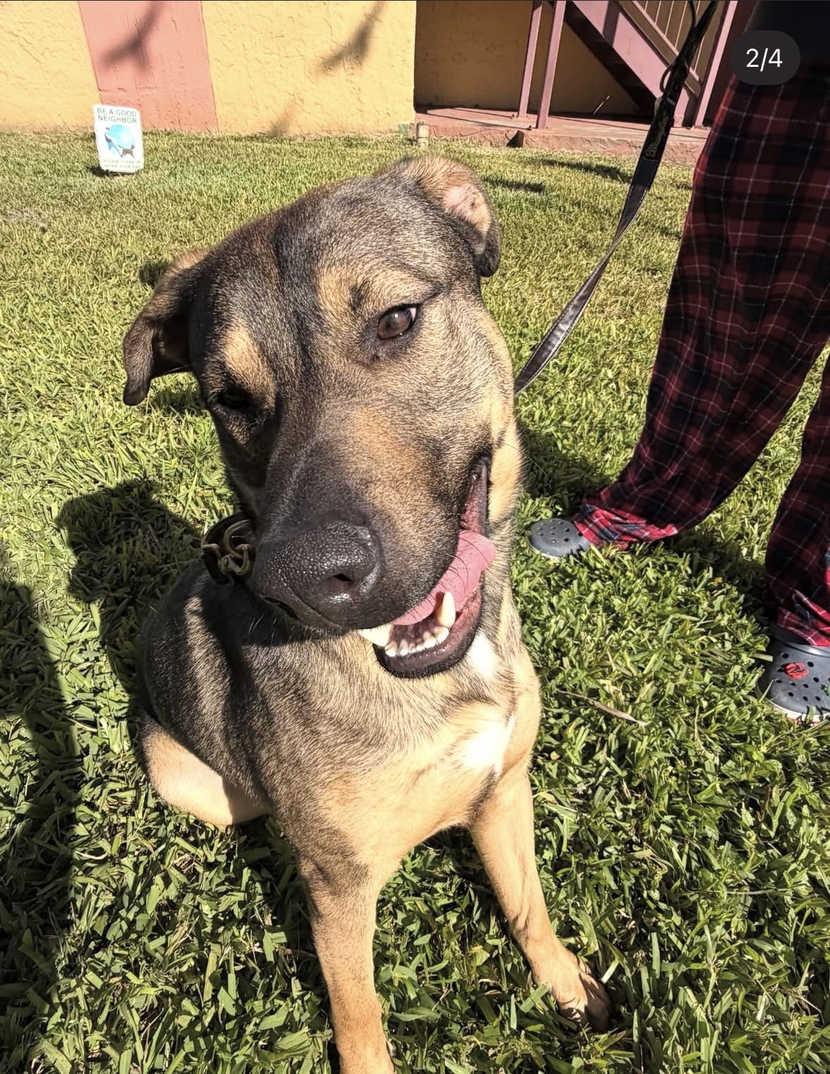 COURTESY POST: BRUCE - German Shepherd Dog available for adoption