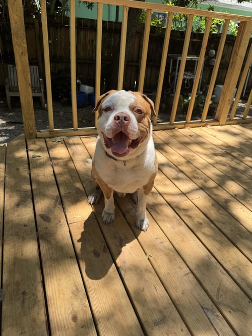COURTESY POST: BOWIE - American Bulldog available for adoption