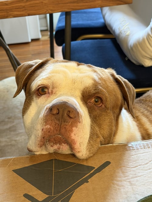 COURTESY POST: BOWIE - American Bulldog available for adoption