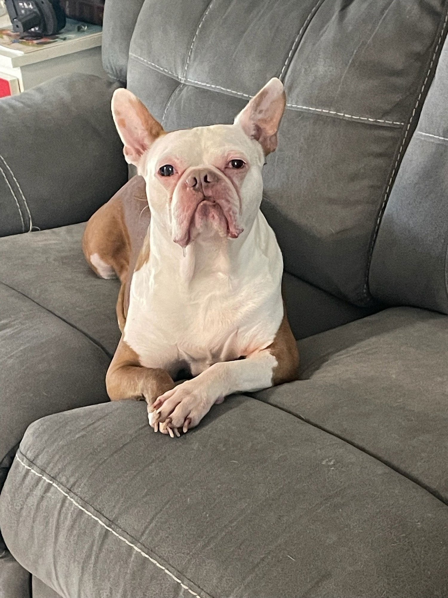 COURTESY POST: ASTRO - Boston Terrier available for adoption