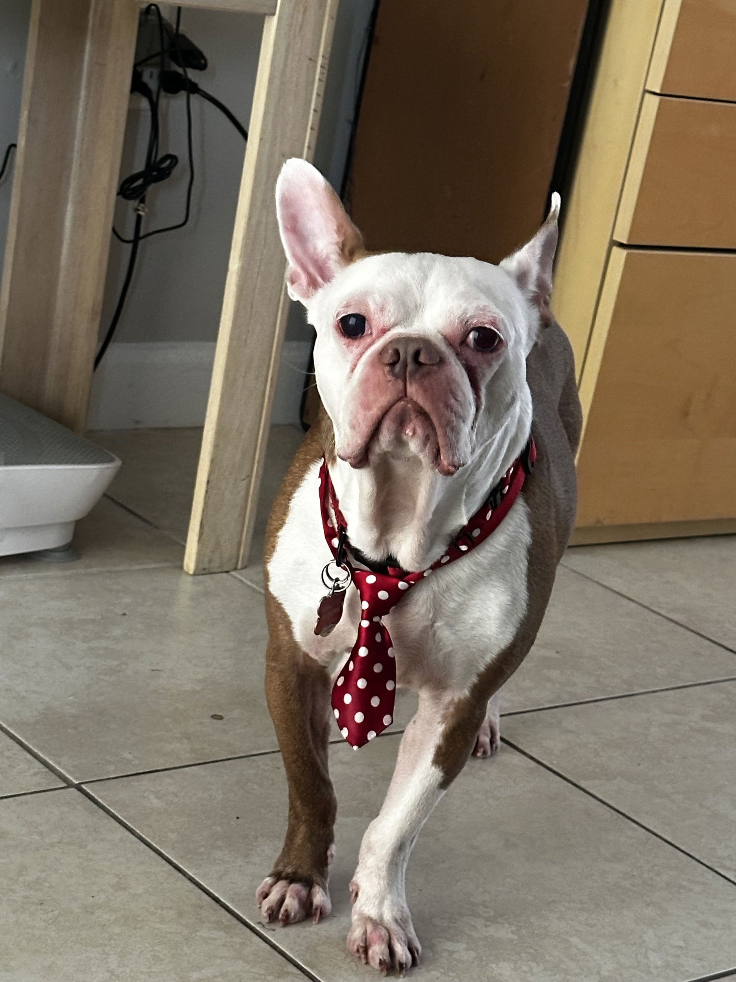 COURTESY POST: ASTRO - Boston Terrier available for adoption