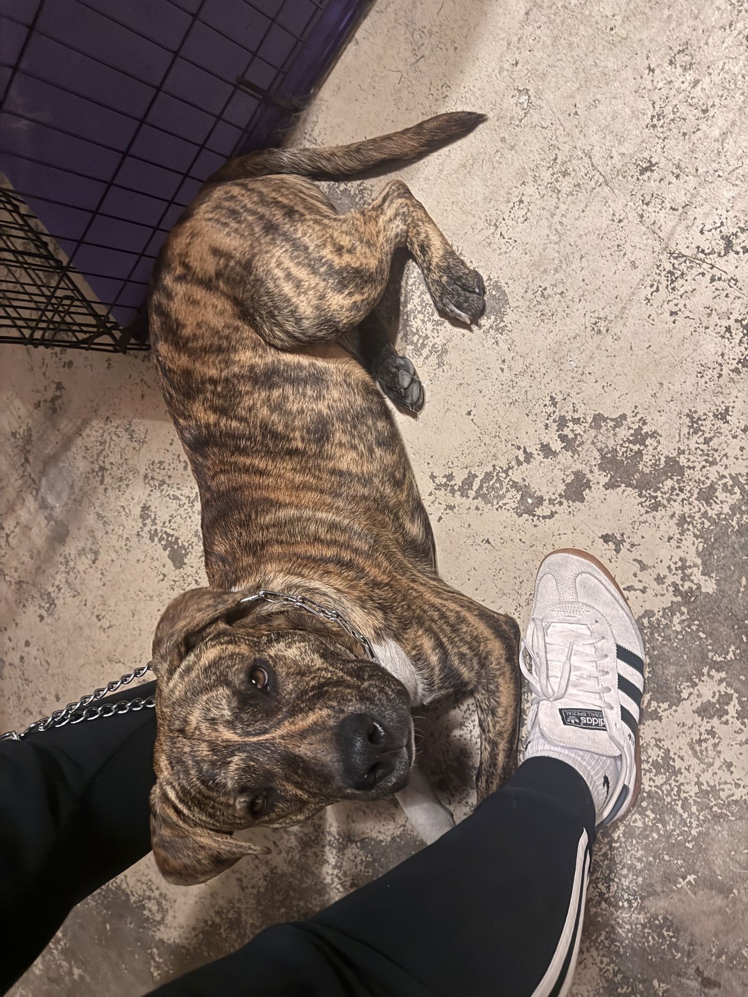 COURTESY POST: LUCKY - Pit Bull Terrier available for adoption