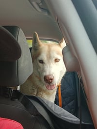 COURTESY POST: Mochi - Photo 1