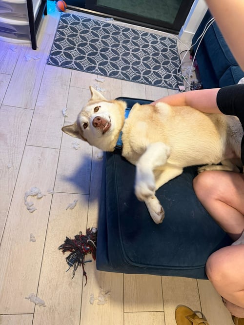 COURTESY POST: MOCHI - Husky available for adoption