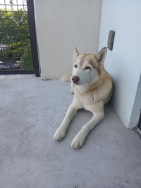 COURTESY POST: Mochi - Photo 3