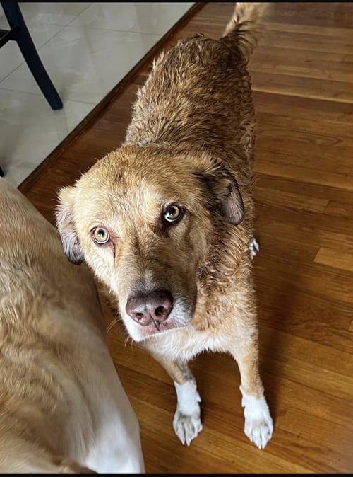 COURTESY POST: TEXAS - Labrador Retriever available for adoption