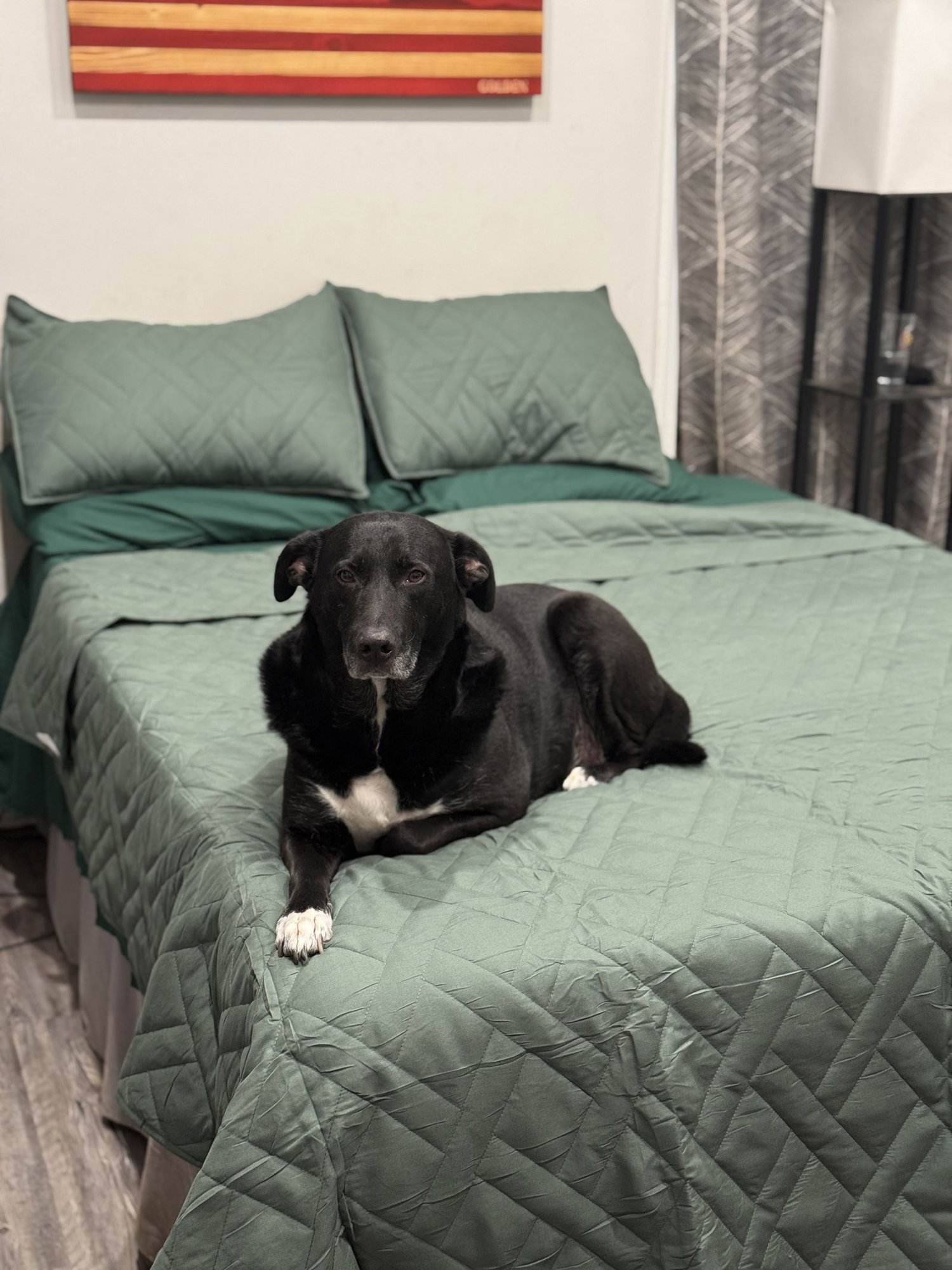 COURTESY POST: DOBBY - Labrador Retriever available for adoption