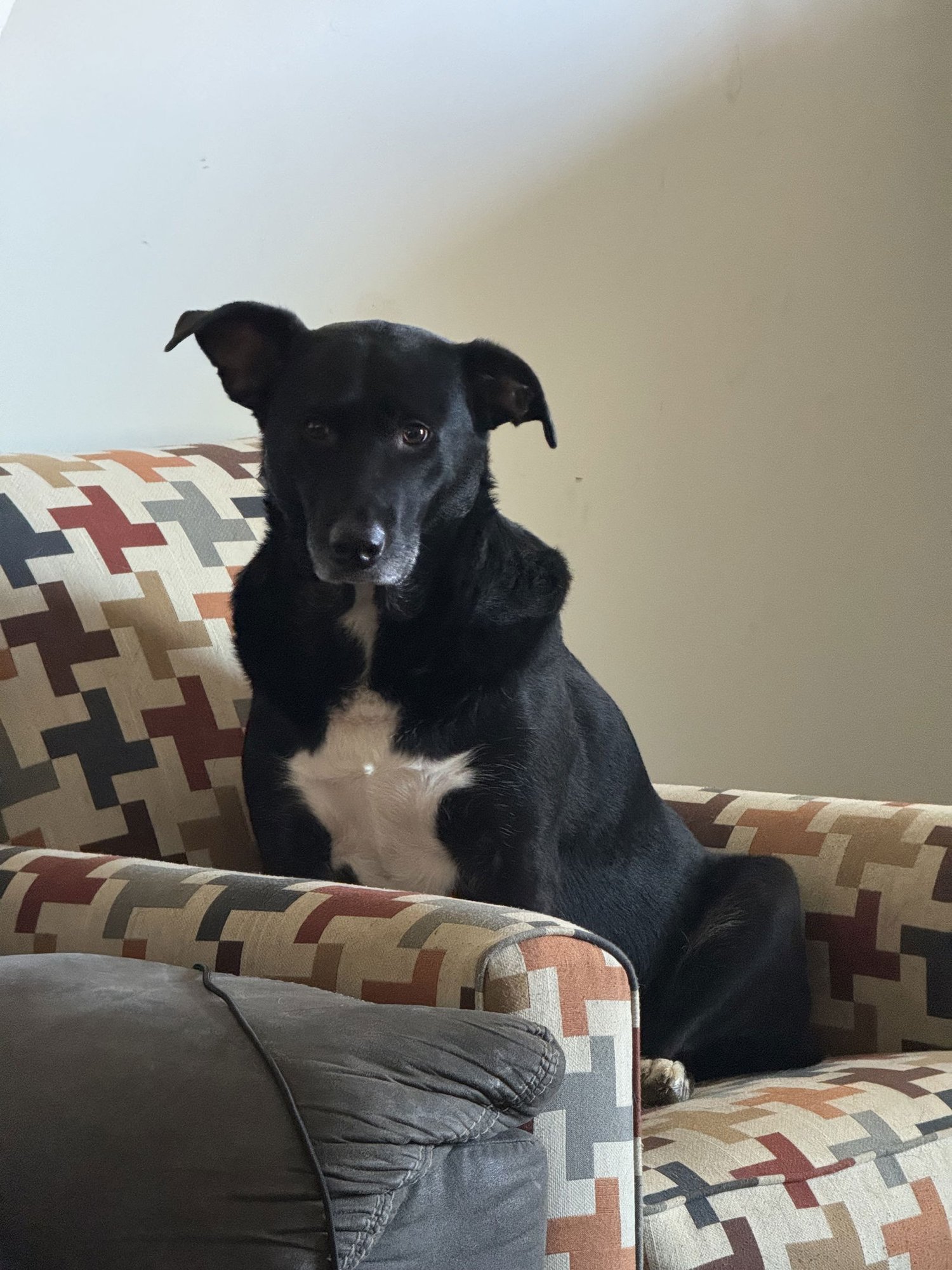 COURTESY POST: DOBBY - Labrador Retriever available for adoption