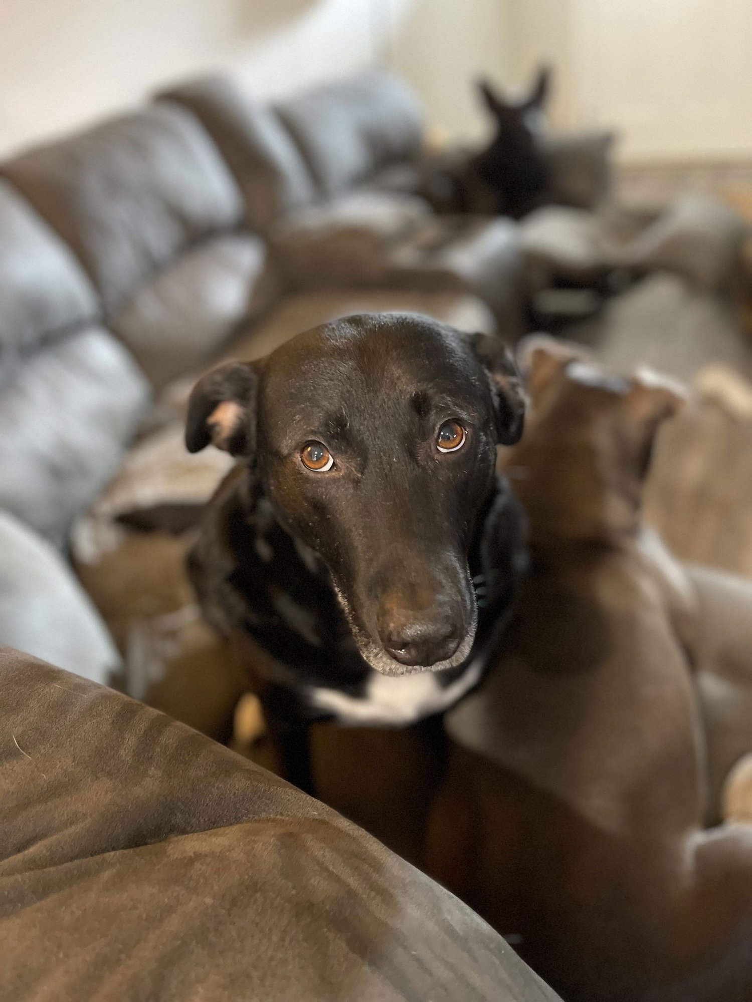 COURTESY POST: Dobby - Photo 3