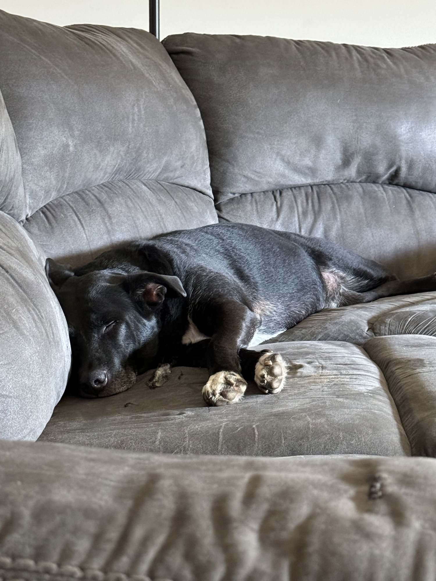 COURTESY POST: Dobby - Photo 4