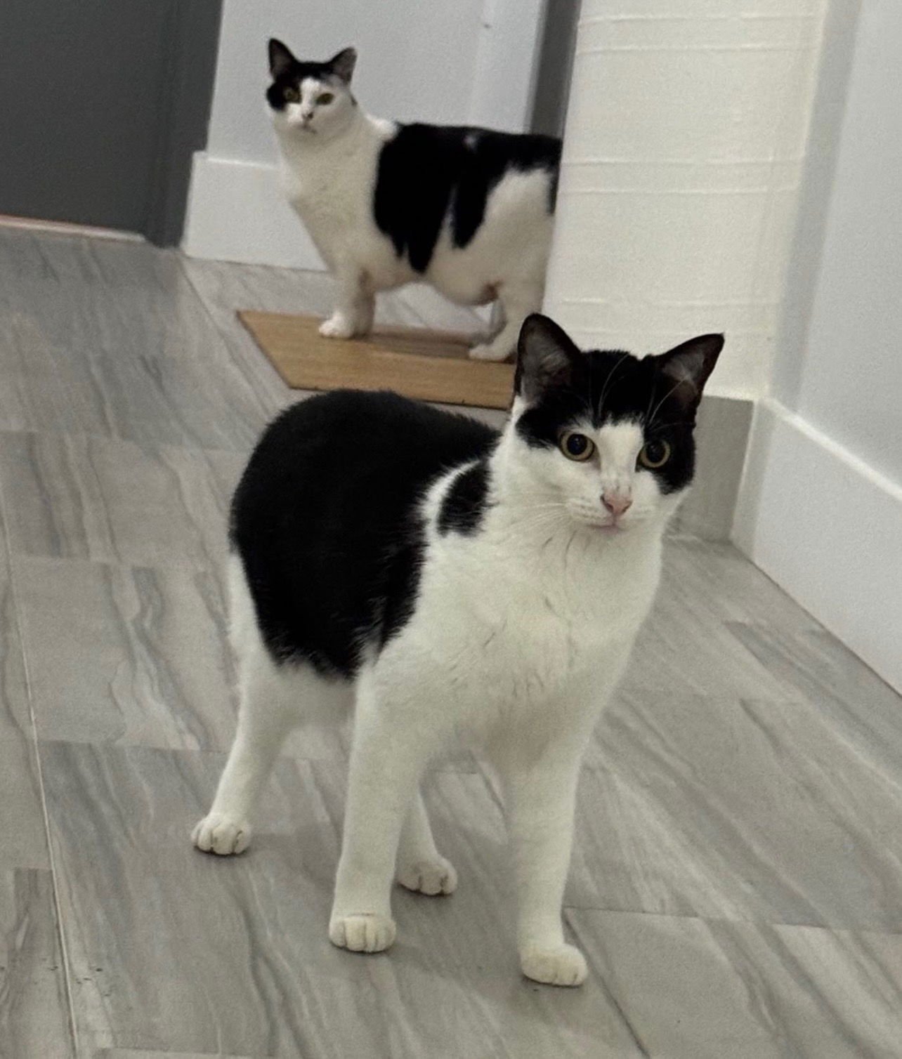 COURTESY POST: FRAUNCESS & KUSSA SISTERS - Domestic Short Hair available for adoption