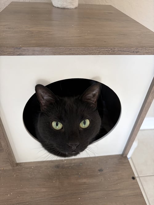 COURTESY POST: ZUKO & BUMI - Domestic Short Hair available for adoption