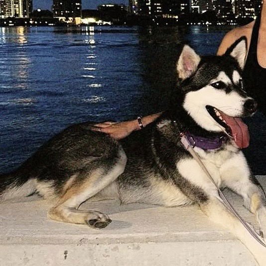 COURTESY POST: STAR - Husky available for adoption