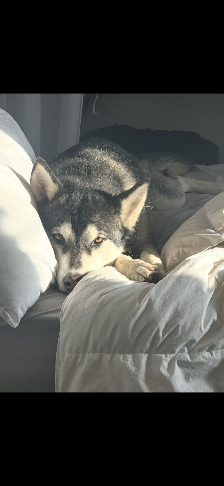 COURTESY POST: STAR - Husky available for adoption