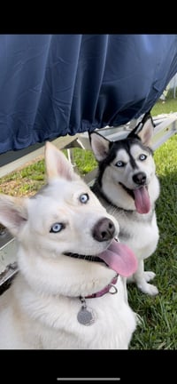 COURTESY POST: Sky & Elsa - Photo 1